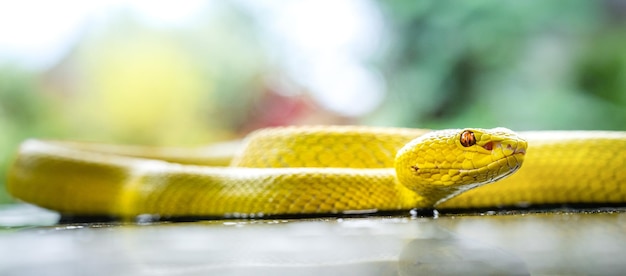 Hermosa serpiente víbora amarilla en primer plano