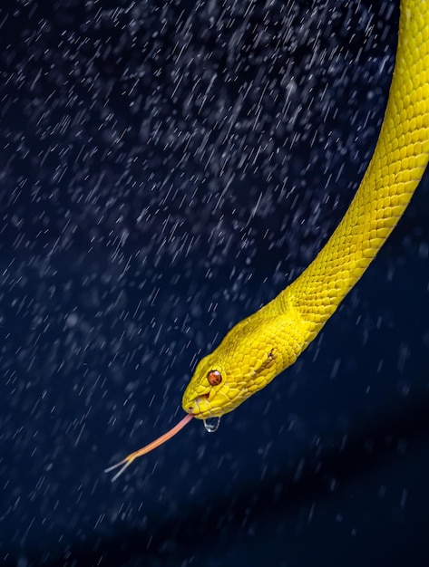 Hermosa serpiente víbora amarilla en primer plano