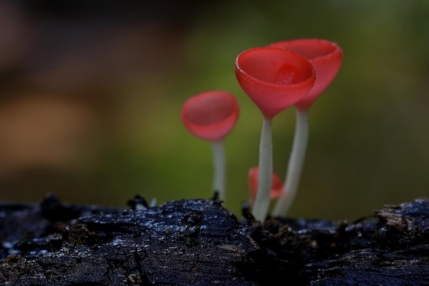 Hermosa seta de champán en la selva..