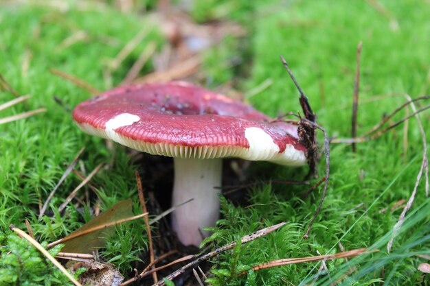 Hermosa seta roja de russula en el musgo