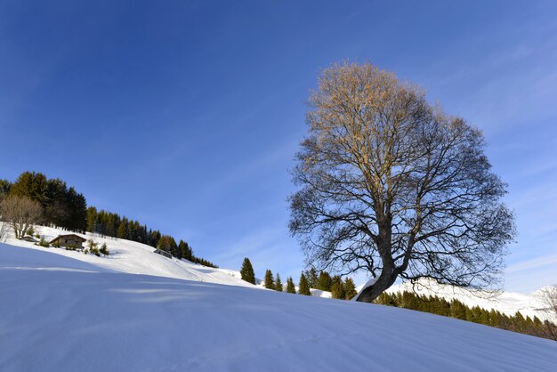 Hermosa silueta de un árbol en montaña nevada