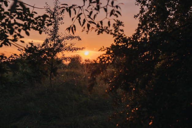 Hermosa silueta de una puesta de sol con arbustos un lugar muy romántico en la naturaleza