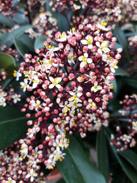 Foto una hermosa skimmia japonica rubella en el jardín