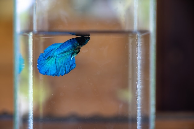 Foto hermosa sombra de peces betta azules que nadan en una botella de vidrio transparente con ba borrosa