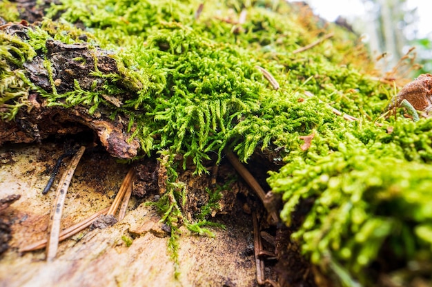 Hermosa superficie de un viejo árbol caído Hay trozos de corteza y algo de musgo verde Enfoque selectivo en primer plano con un fondo borroso