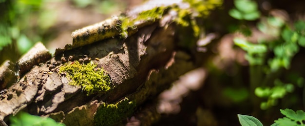 Hermosa superficie de un viejo árbol caído Hay trozos de corteza y algo de musgo verde Enfoque selectivo en primer plano con un fondo muy borroso con espacio de copia