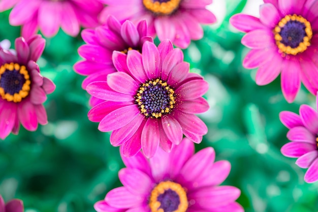 Foto hermosa tarjeta de felicitación de flor de primavera gerbera