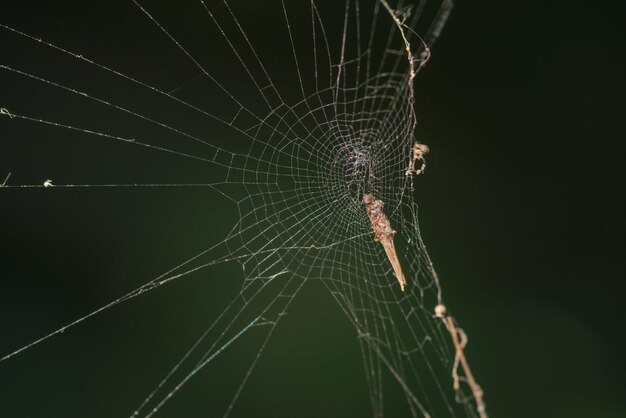 Una hermosa tela de araña esmerilada, el fondo de primer plano de la tela de araña (telaraña)