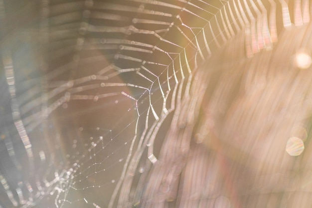 Hermosa tela de araña en el sol. Foto macro De cerca