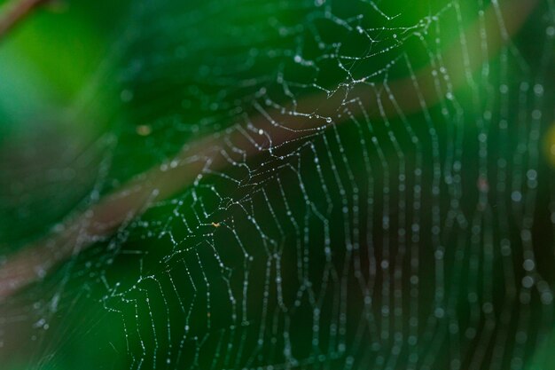 Hermosa telaraña al sol con gotas de rocío