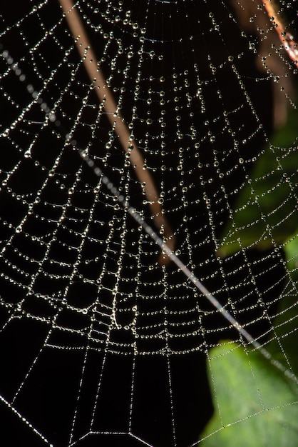 Foto hermosa telaraña con gotas de rocío vistos a través de una lente macro, enfoque selectivo.