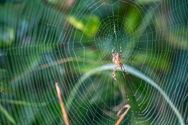 Hermosa telaraña macro fotografía fondo naturaleza