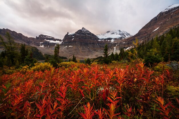 Hermosa temporada de otoño en las montañas canadienses. Fondo de otoño.