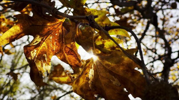 Hermosa temporada de otoño natural, hojas secas marrones románticas, foto