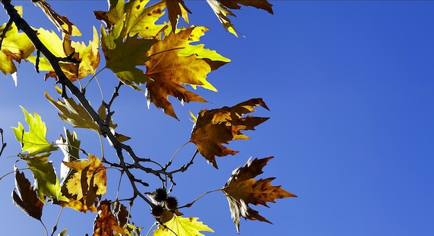 Hermosa temporada de otoño natural, hojas secas marrones románticas, foto