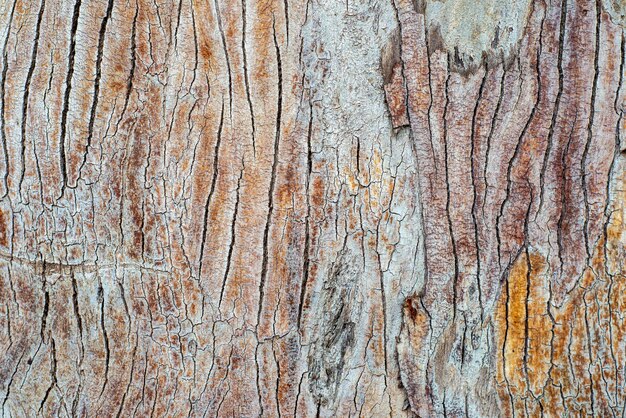 Hermosa textura de corteza de árbol cubierta con pequeñas grietas