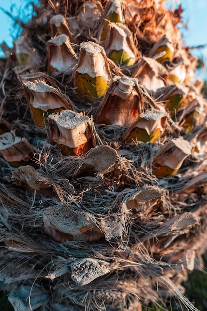 Hermosa textura de la corteza de la palmera, primer plano