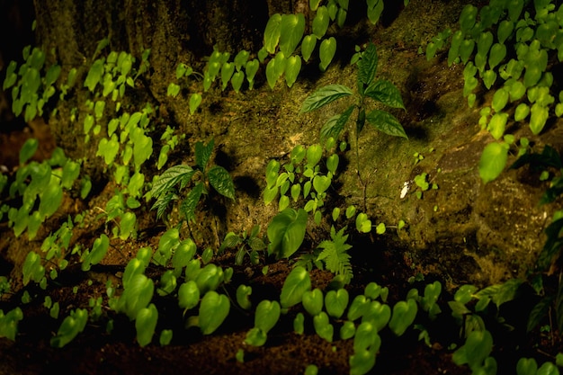 Hermosa textura de fondo de piedra oscura en la cueva