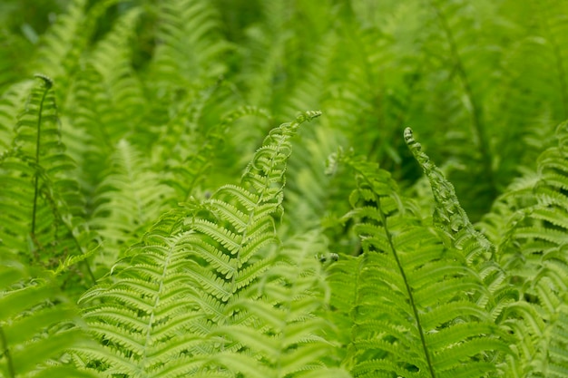 Hermosa textura de hoja de helecho en la naturaleza Fondo borroso de helechos naturales Hojas de helecho Concepto de naturaleza de fondo de cerca