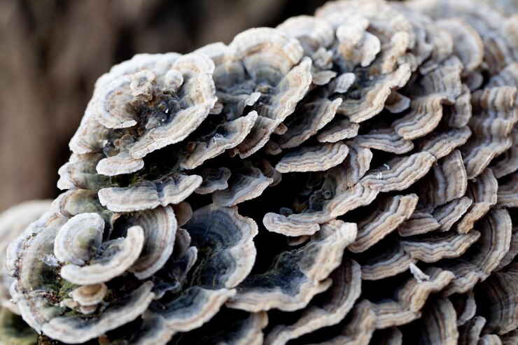 hermosa textura de Trametes versicolor