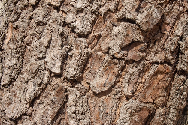 Hermosa textura de tronco de árbol envejecido