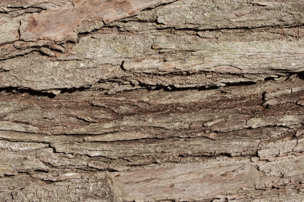 Hermosa textura de tronco de árbol envejecido