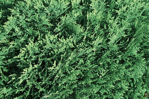 La hermosa textura verde de las hojas de thuja de primer plano El fondo de las ramas de thuja.