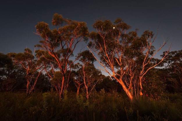Hermosa toma de árboles al amanecer en el Parque Nacional del Agua de Brisbane en la Costa Central de Nueva Gales del Sur en Australia