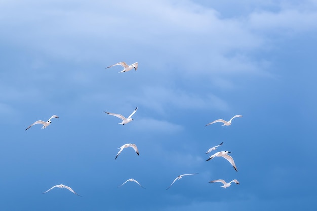 Hermosa toma de gaviotas volando sobre el fondo del cielo azul nublado