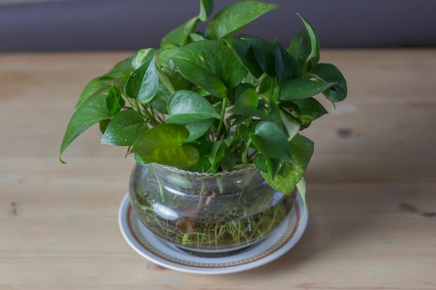 Hermosa toma de una planta con flores verdes en una maceta de vidrio sobre una mesa de madera