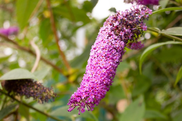 Hermosa toma de primer plano de flor morada