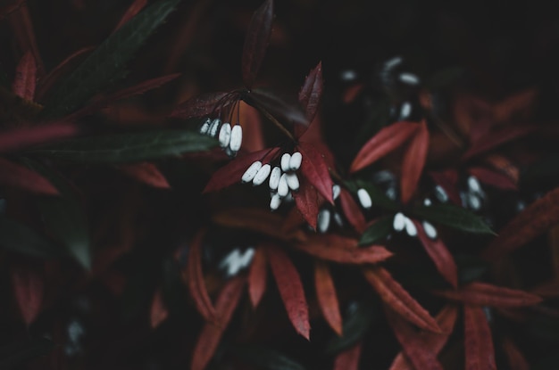 Hermosa toma de ramas de una planta.