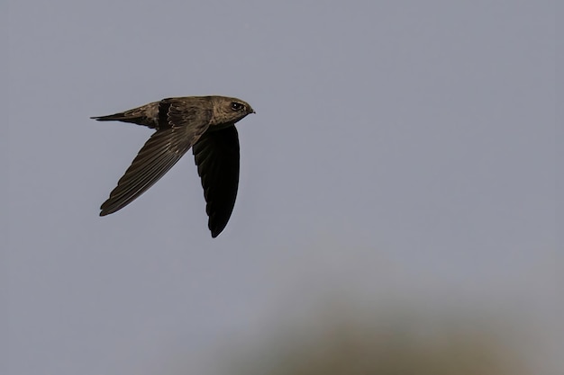 Hermosa toma de una salangana del Himalaya volando sobre un bosque durante el día