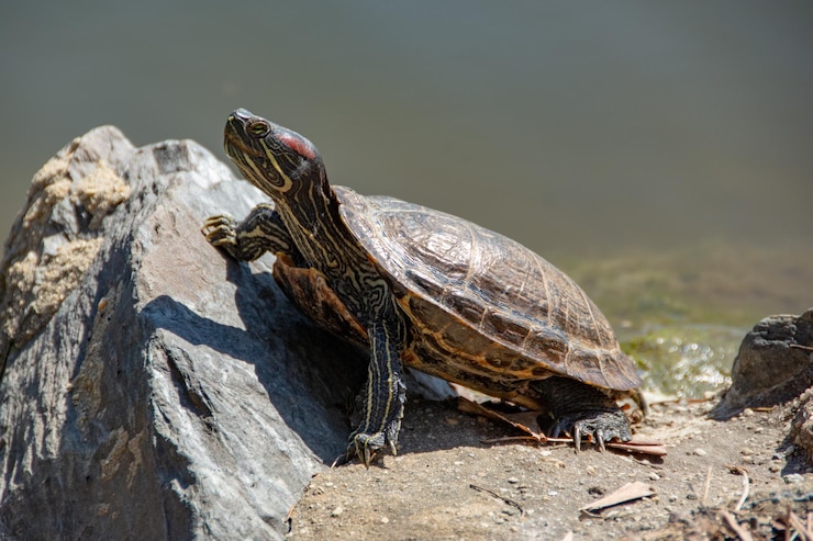 Foto una hermosa tortuga deslizante de orejas rojas apoyándose en una roca