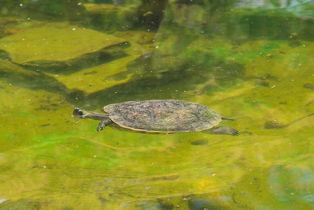 hermosa tortuga nada en el agua en la naturaleza