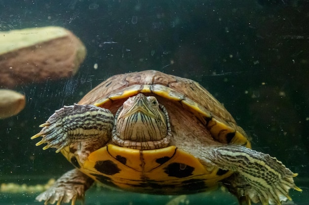 Hermosa tortuga nada en el agua