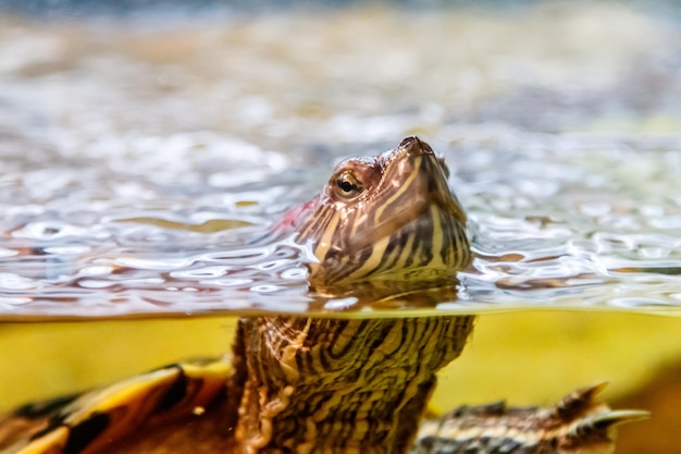 Hermosa tortuga nada en el agua