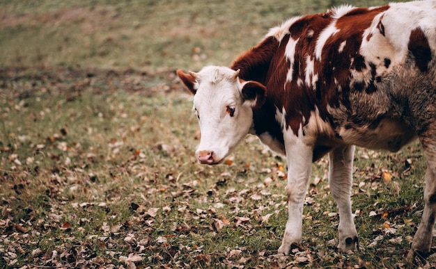 Una hermosa vaca con cuernos pequeños se para en un prado y posa Retrato de un toro para el calendario