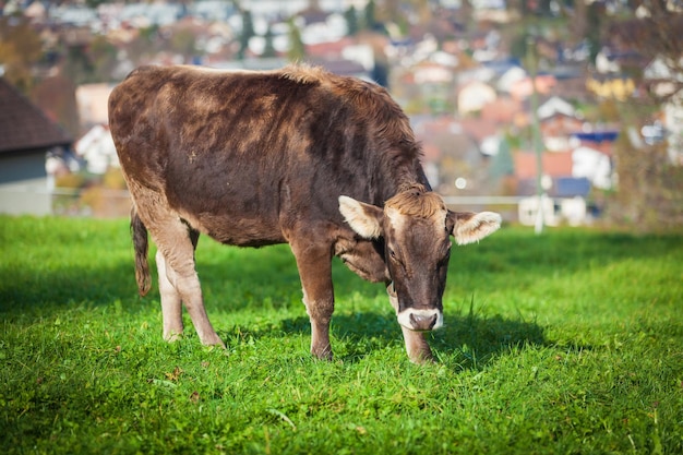 hermosa vaca joven en el pasto vaca en un prado