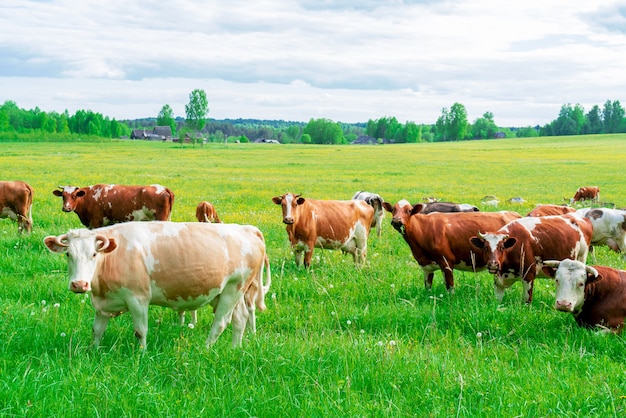 Una hermosa vaca pasta en verano en un prado verde. La mascota mira directamente a la cámara de la cámara.