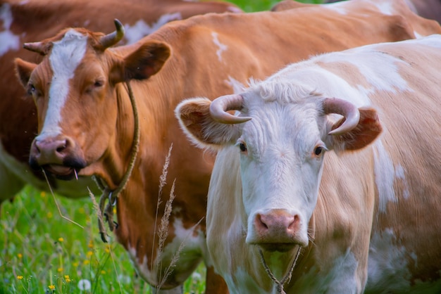 Una hermosa vaca pasta en verano en un prado verde. La mascota mira directamente a la cámara de la cámara.