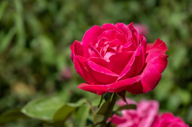 Hermosa variedad de Rosa cultivada en el Jardín Rosedal de Palermo en Buenos Aires, Argentina.