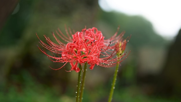 Foto hermosa vegetación plantas con flores brillantes del jardín botánico de batumi georgia