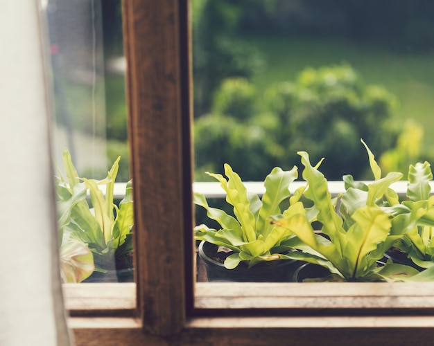 Hermosa vegetación a través de la ventana.