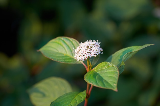 Hermosa y vibrante flor blanca que crece en un tranquilo jardín trasero con espacio para copiar Planta cornus alba floreciente que florece en la naturaleza Belleza serena del paisaje al aire libre en un parque en verano