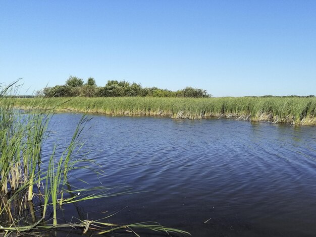 Hermosa vida silvestre con lagos y nenúfares Paisaje con agua Las cañas