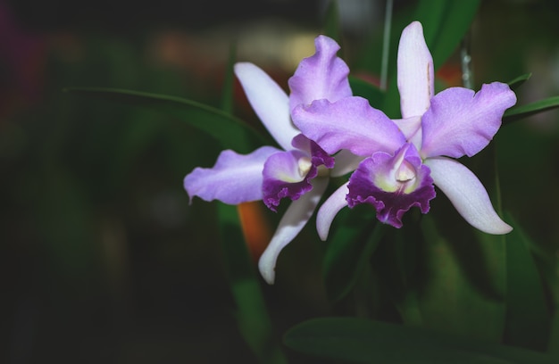 Hermosa violeta híbrida Cattleya flor orquídea