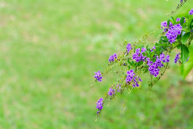 Foto hermosa vionta duranta erecta en el jardín en verano