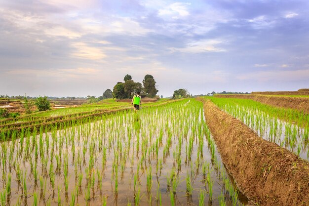 Hermosa vista de los agricultores en el trabajo rociando plagas en los campos de arroz por la mañana