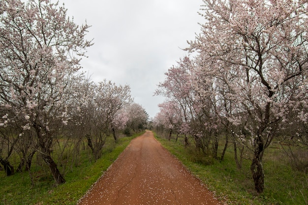 Foto hermosa vista de almendros en plena floración en la naturaleza.